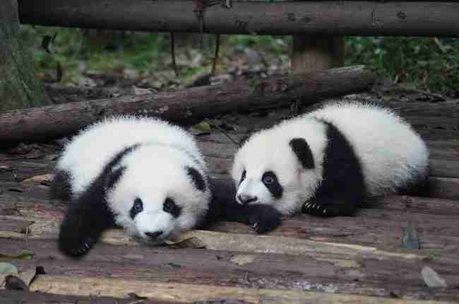 How much does a baby panda cost