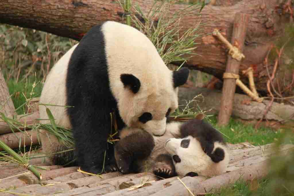 Do Giant Pandas Eat their Babies? Do Giant Pandas Eat their Babies?