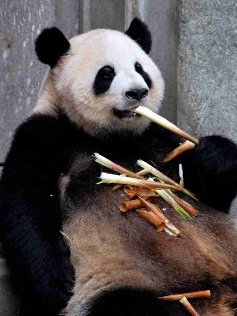 Do Giant Pandas Eat their Babies? Do Giant Pandas Eat their Babies Poop?