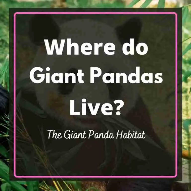 Where do giant pandas live