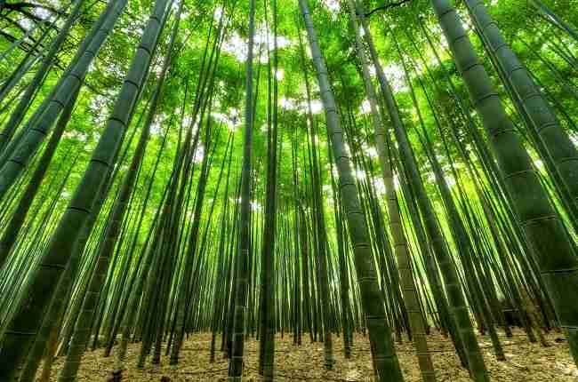 bamboo rainforest