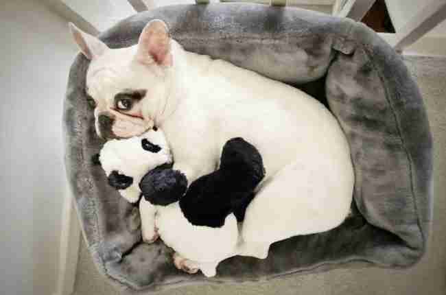dog hugging its panda stuff