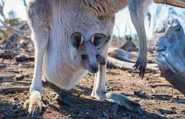 Kangaroos are examples of marsupial animal