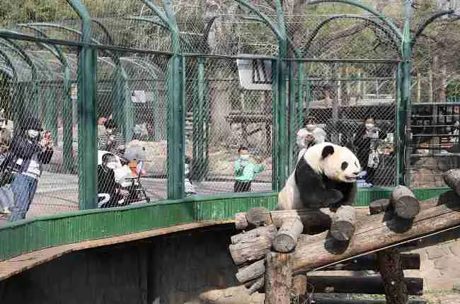panda viewing in beijing zoo