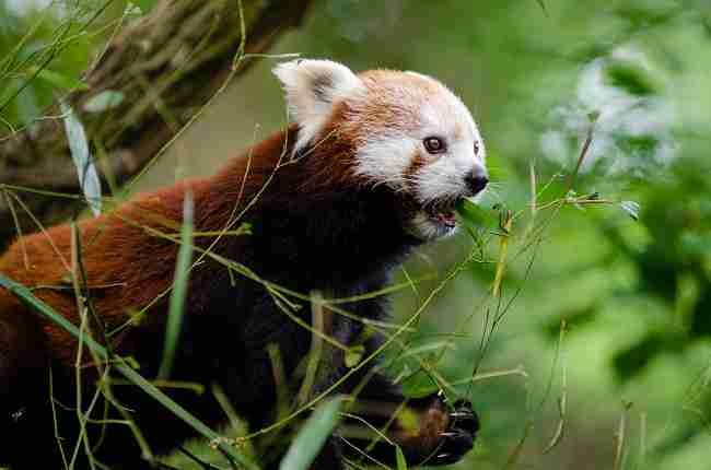 red panda eating bamboo leaves