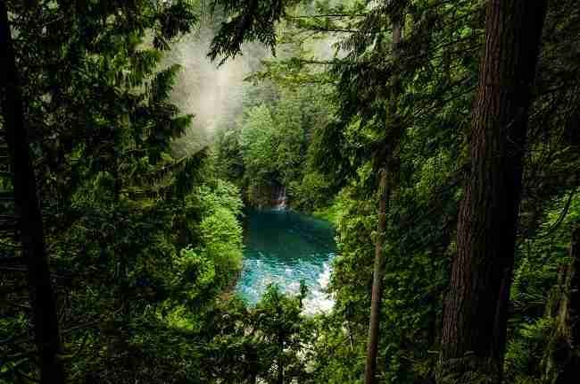 temperate rainforest