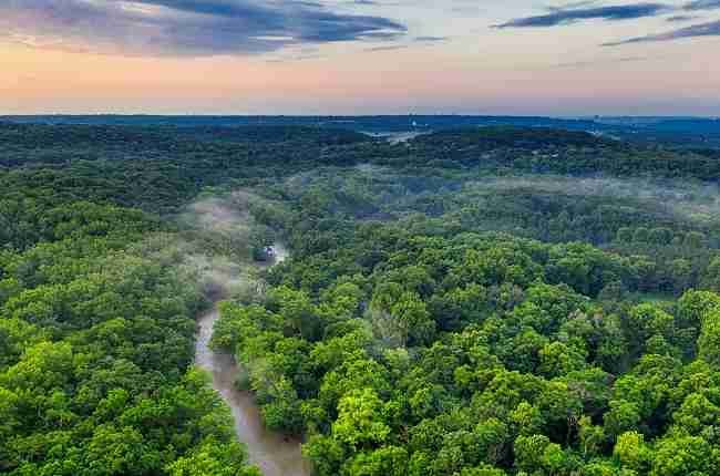 tropical rainforest