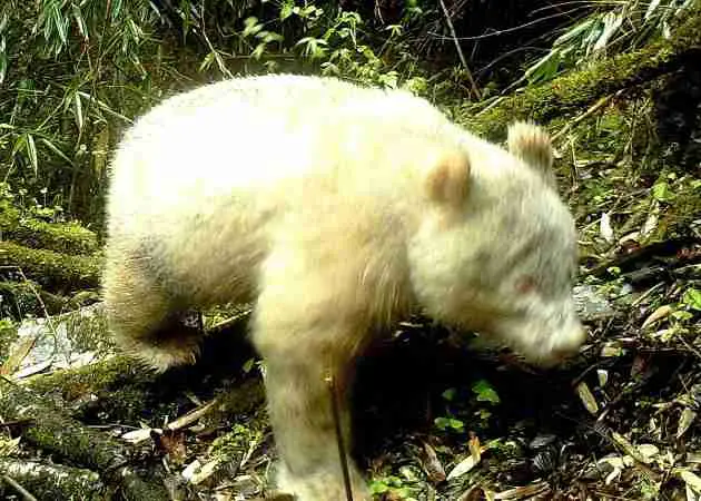 albino panda
