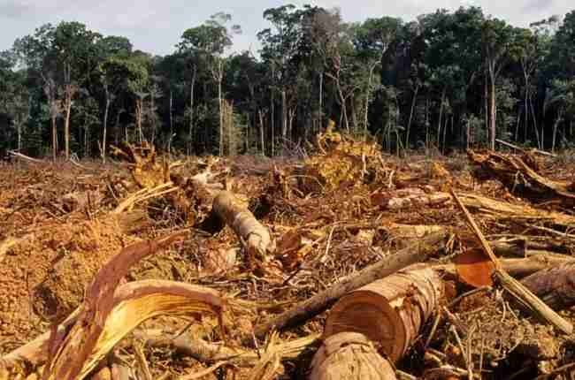 forest habitat loss