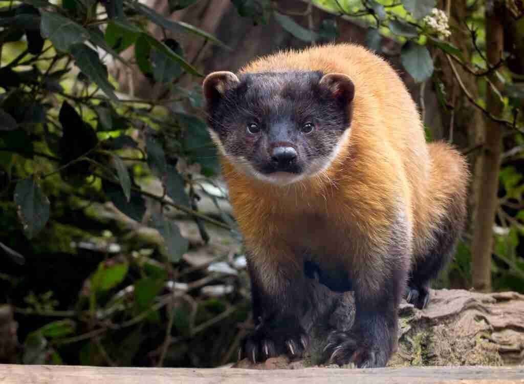 Who are the foes of giant pandas?