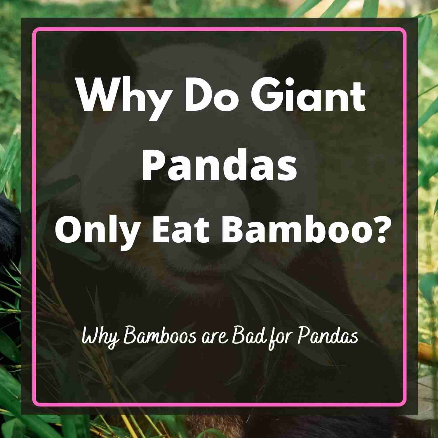 Is Bamboo The Only Thing Red Pandas Eat?  The Surprising Truth - pqal928