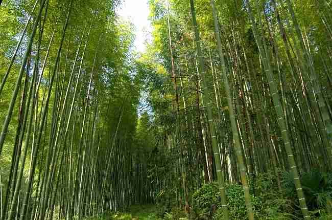 is bamboo bad for pandas