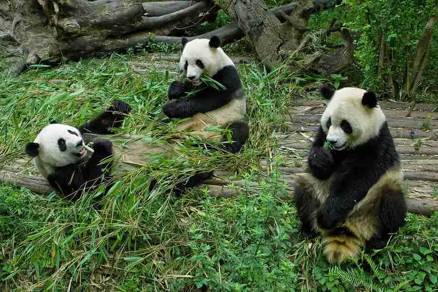 What do pandas do all day?