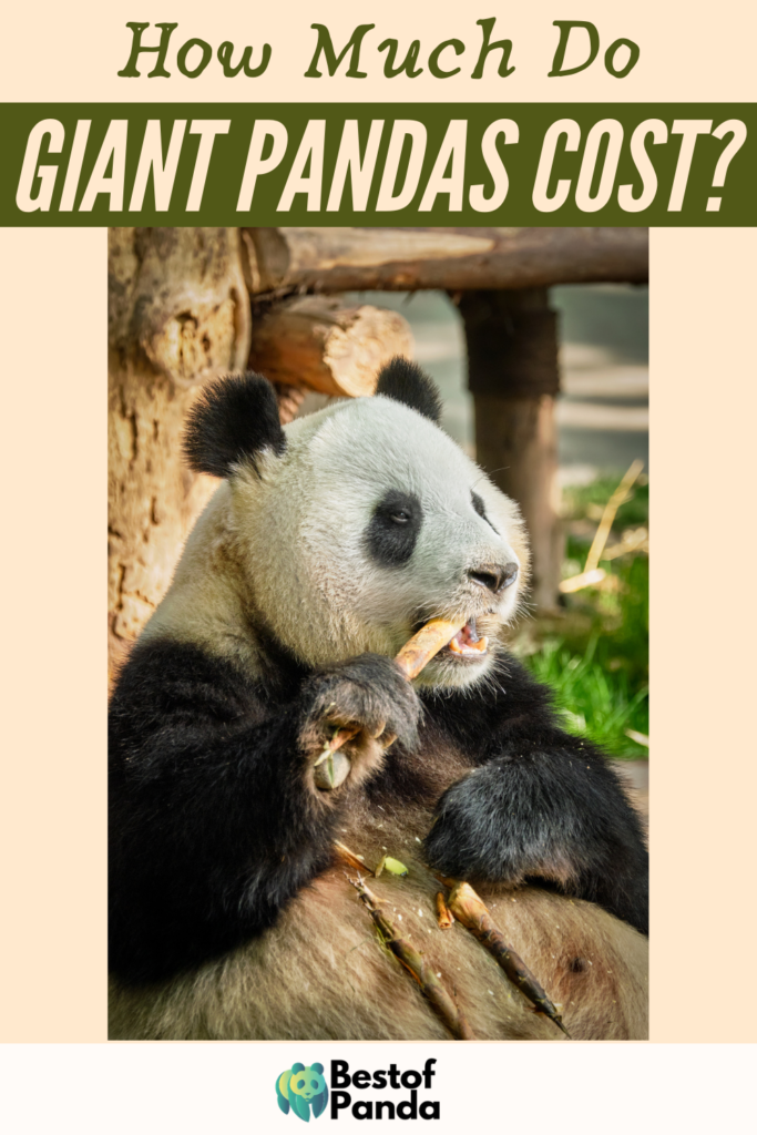 How Much Do Giant Pandas Cost