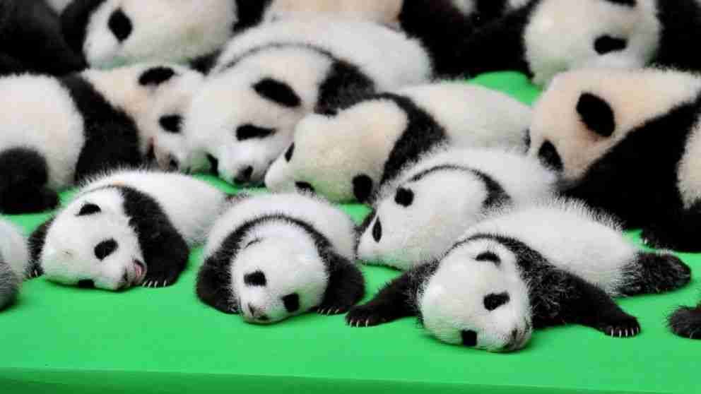 how many pandas are in captivity in 2021