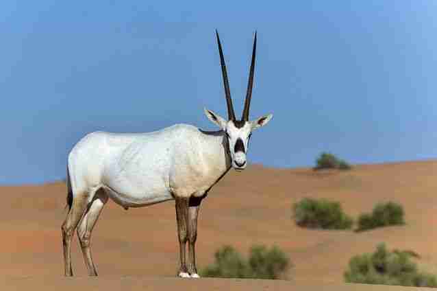 what animals are no longer endangered in 2021 (arabian oryx)