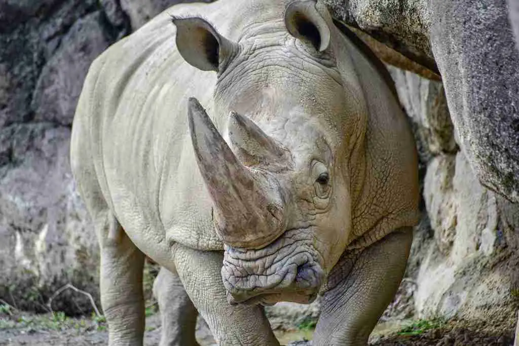 what animals are no longer endangered in 2021 (southern white rhinoceros)