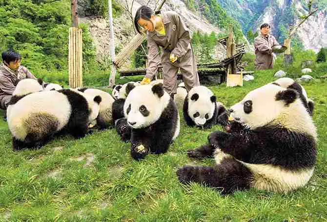 what are giant panda reserves for
