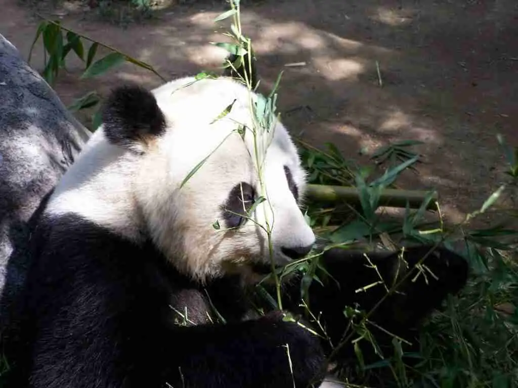 What other small animals can giant pandas eat