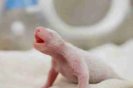 Baby Panda with Pink Color