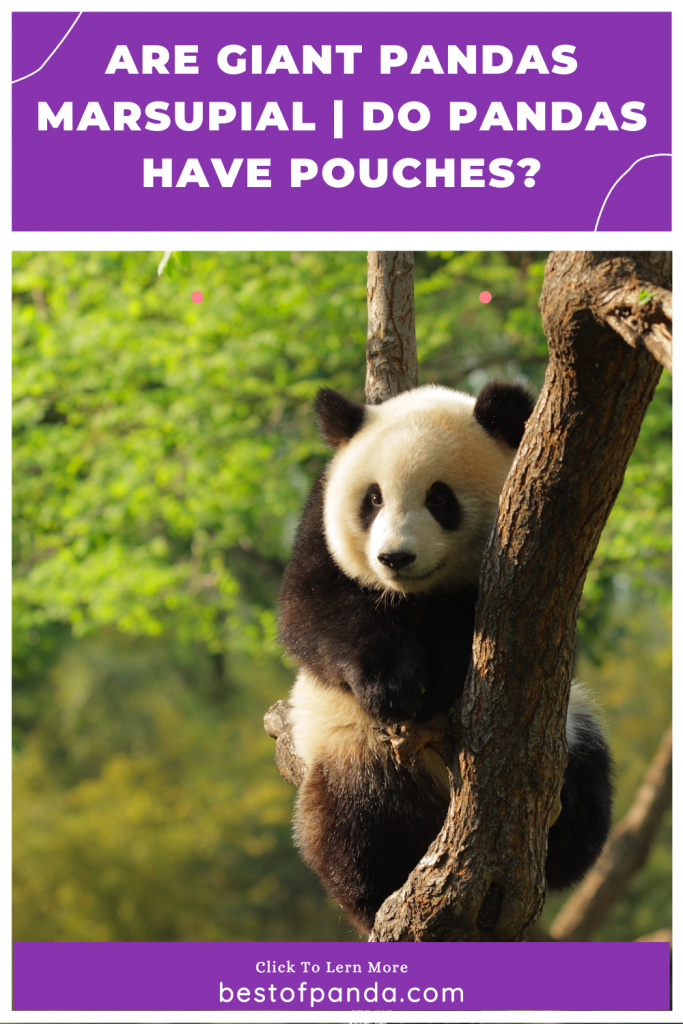 Pinterest Pin: Do Pandas Have Pouches