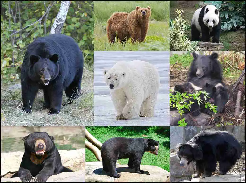 collage of different bears related to each other