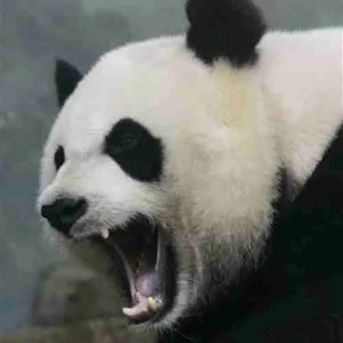 Giant Panda strength