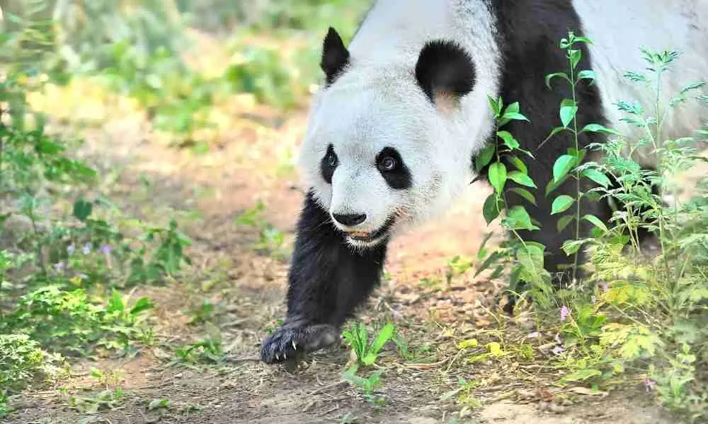 An Agressive Panda showing its eyes and ears