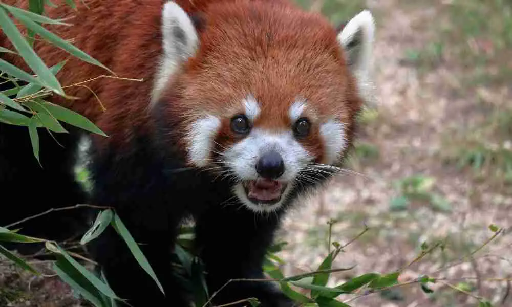 A Red panda communicating