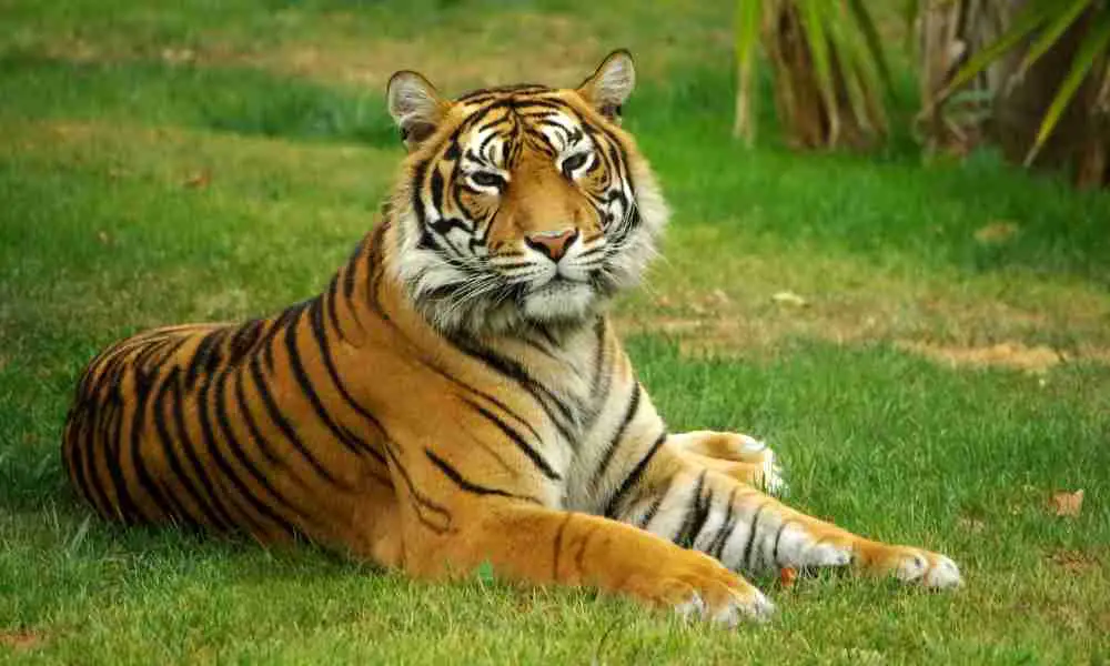 Heavy Tiger Sitting on a Grass