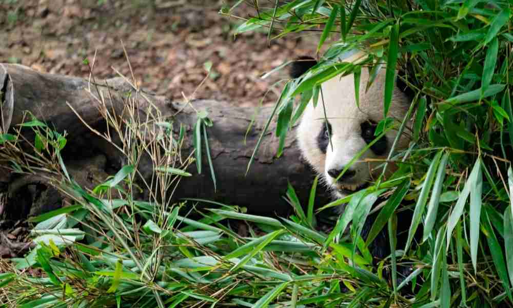 Panda Using Patches to Hide and Camouflage