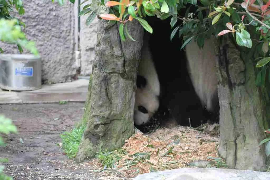 panda in a hollow log tree to give birth