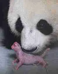 A New Born Live Panda Baby