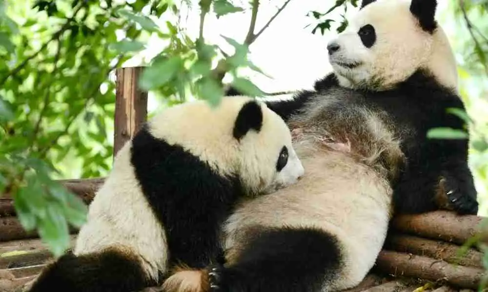 Mother Panda Taking Care of Her Cub