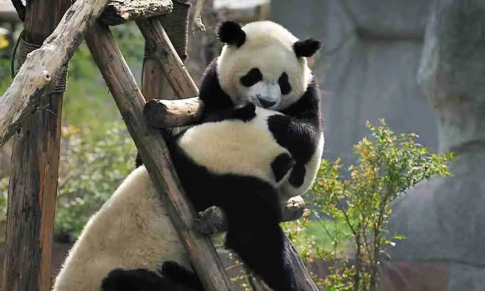 Giant Pandas In Captivity