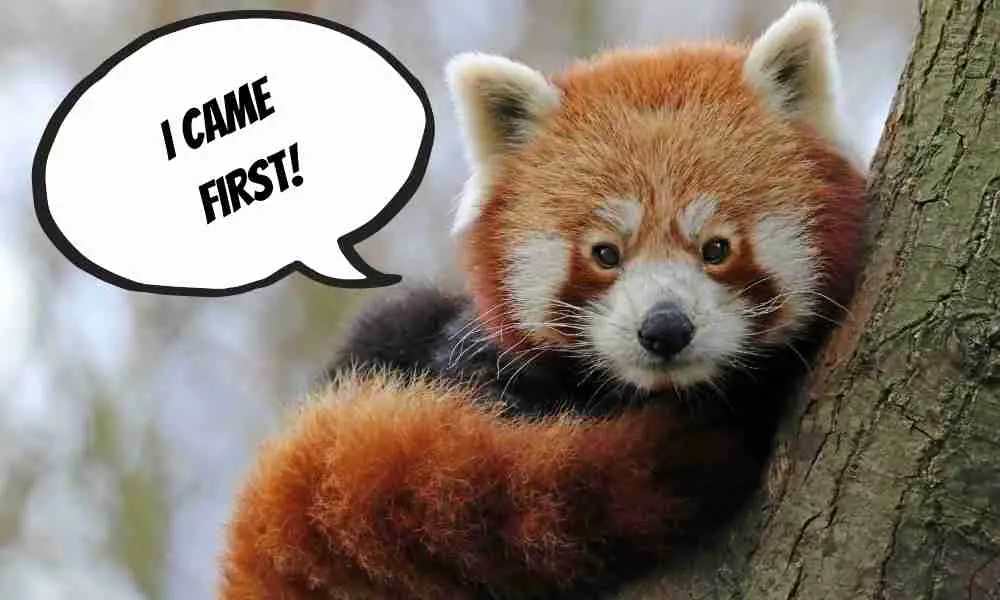 Red Pandas Were Discovered First Before Giant Pandas