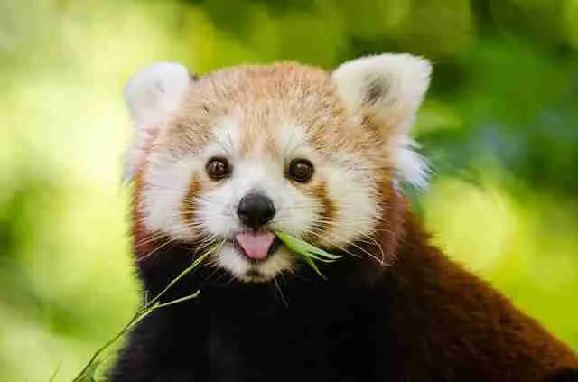 A picture of red panda eating bamboo leaves