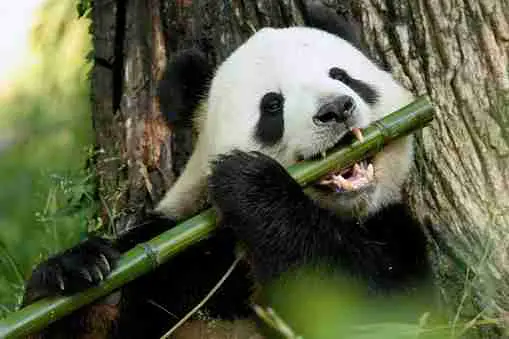 Surviving Panda - Can't Live without Bamboo
