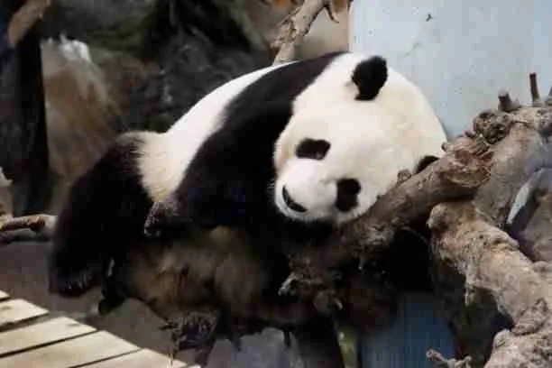Giant Panda in Zoo Sleeping on Large Tree Branch
