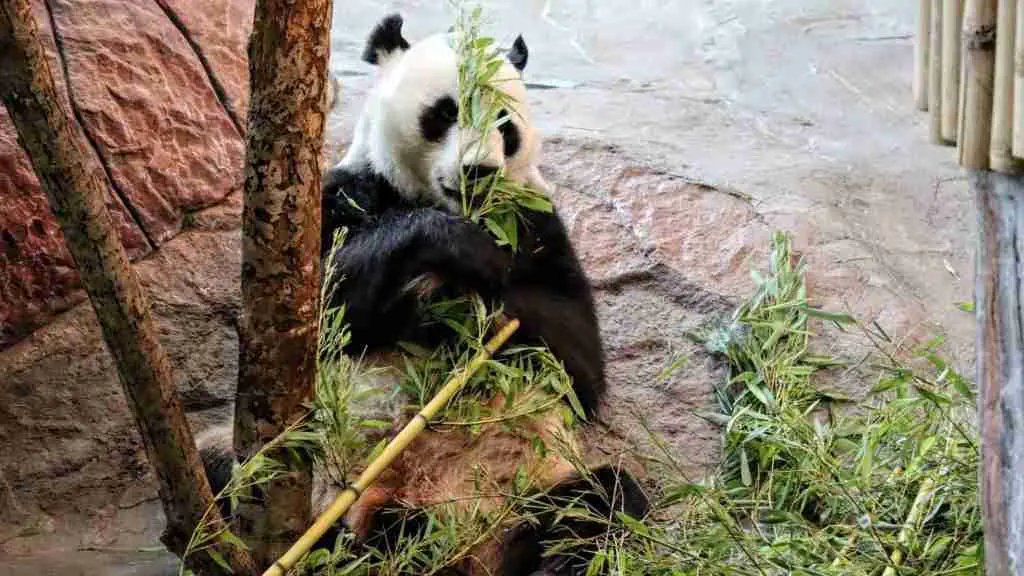 A Giant Panda Sitting Quietly While Eating Bamboo Leaves