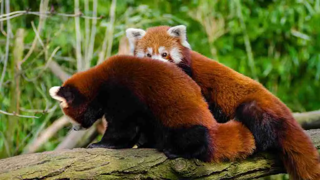 Two Red Pandas In The Wild