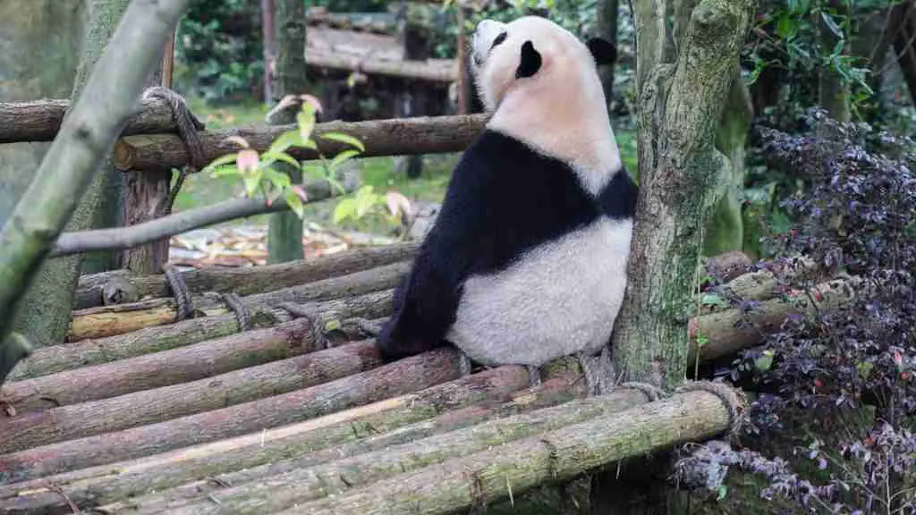 A Giant Panda Sitting Quietly On A Tree House