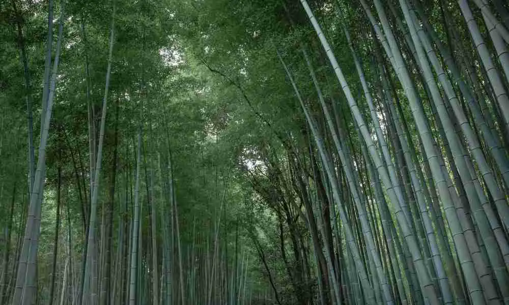 Bamboo Forest in China