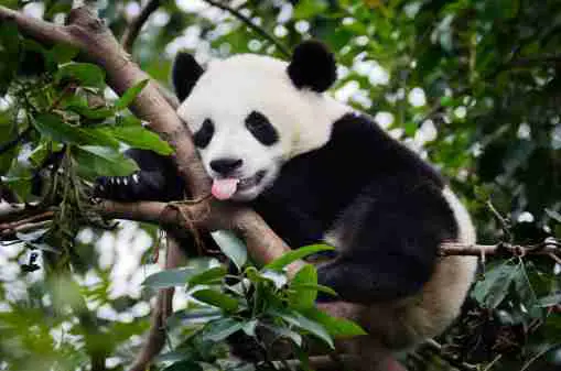 Tree Branches - Shelter for Giant Pandas