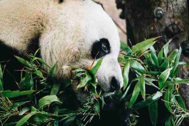 A panda eating lots of bamboo
