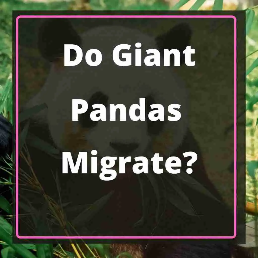 Do Giant Pandas Migrate Blog